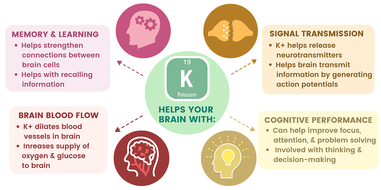 Graphic showing different ways Potassium helps your brain