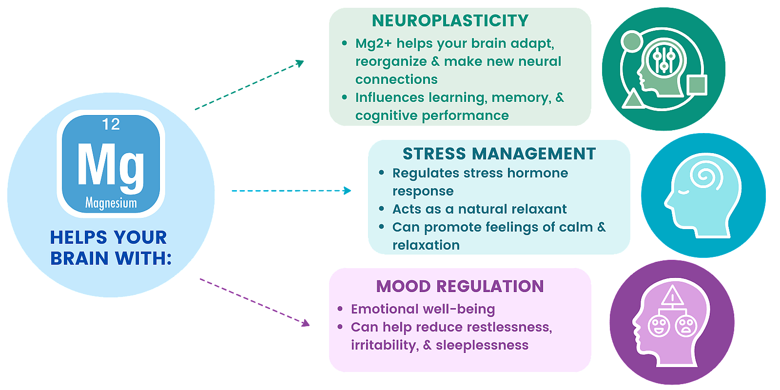 Graphic showing different ways Magnesium helps your brain