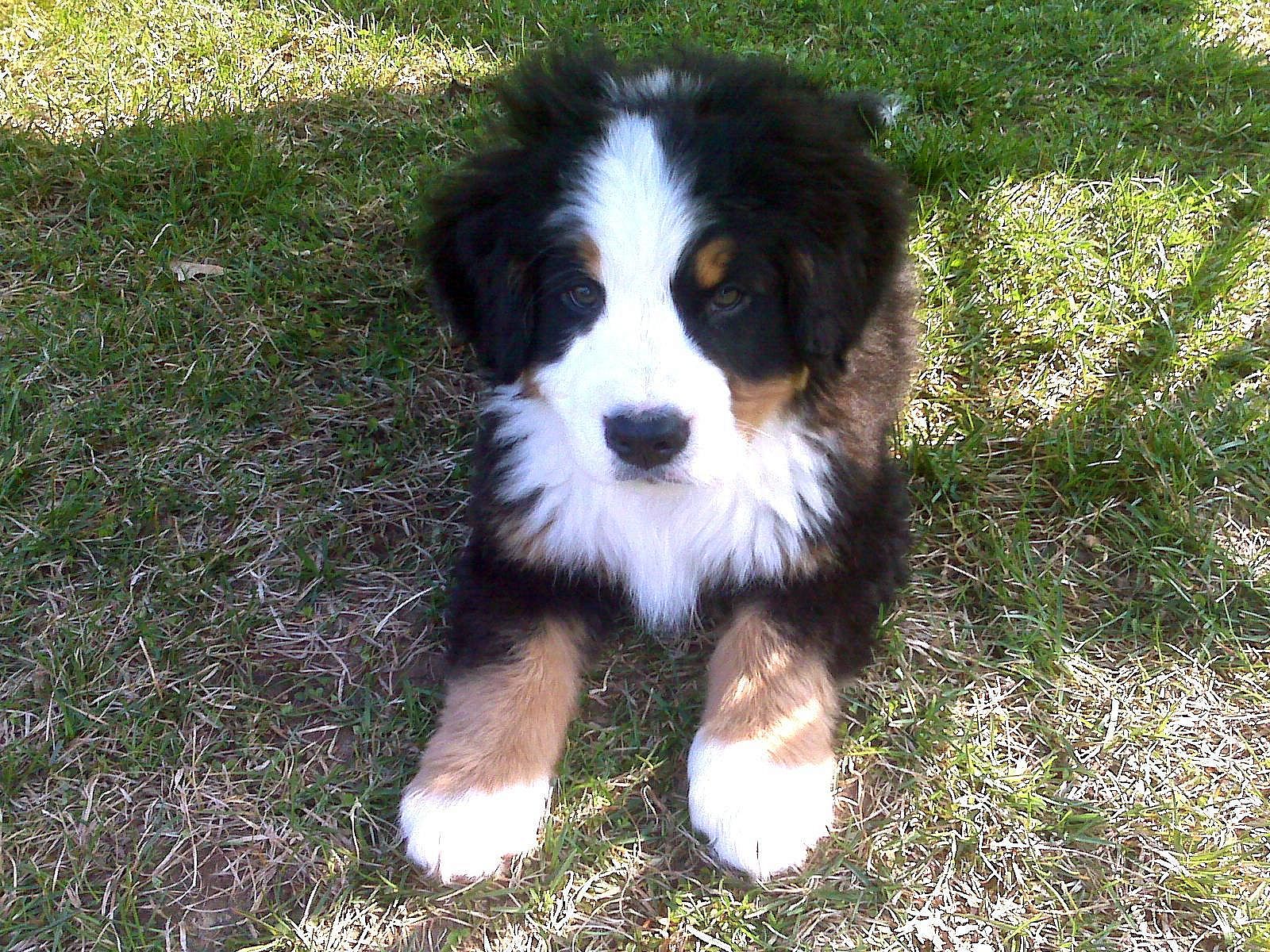 #21. Bernese mountain dog