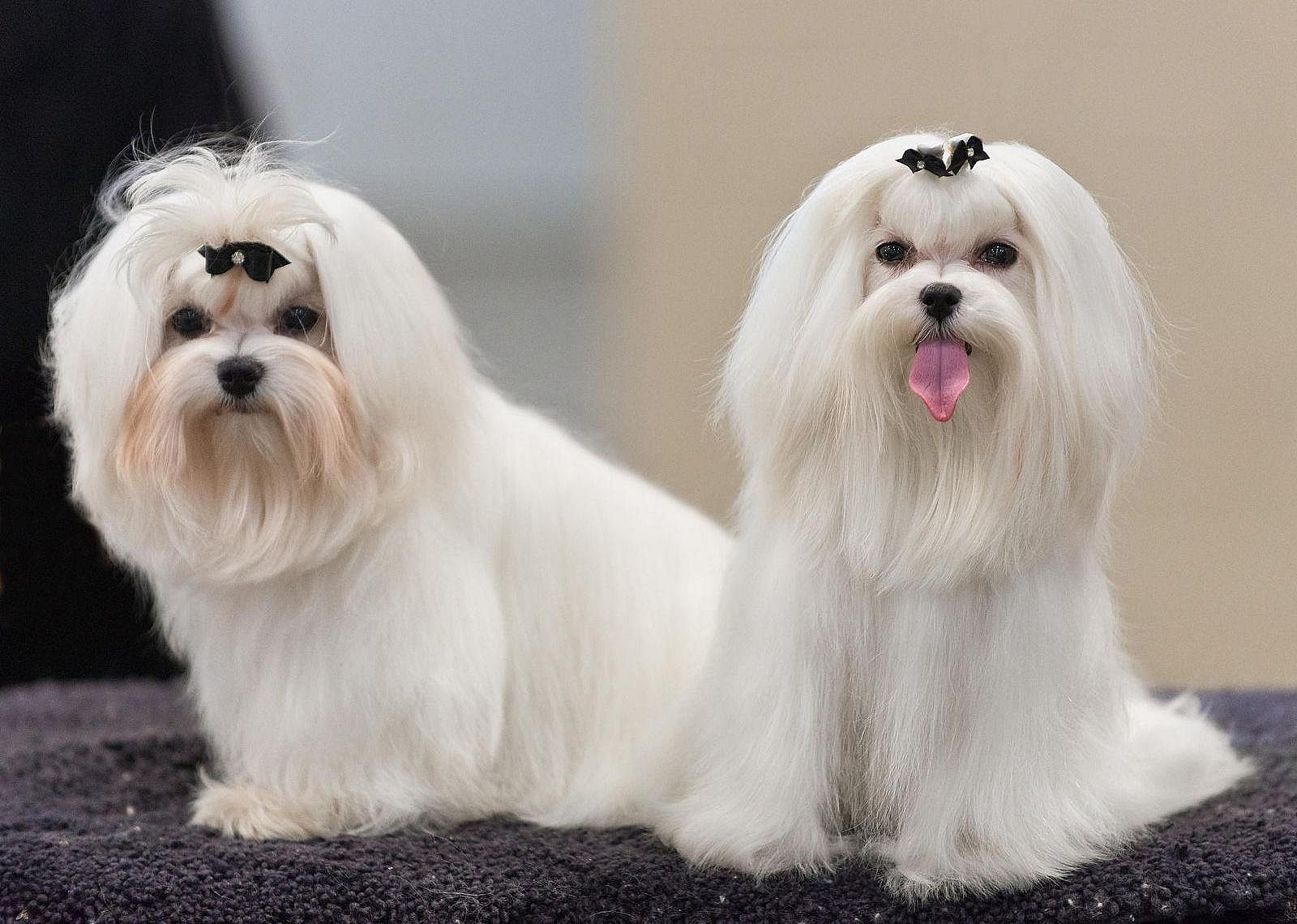 #4. Maltese