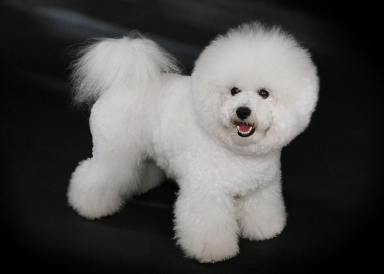 #43. Bichon Frise