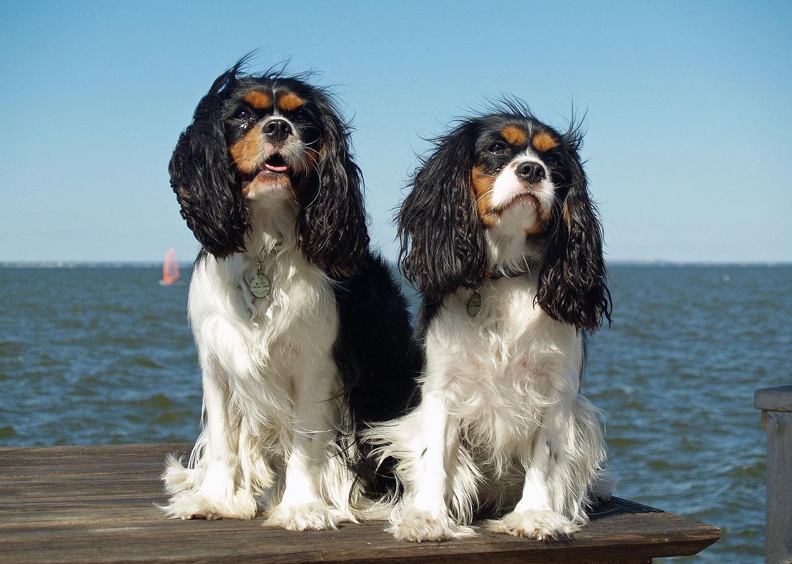 #16. Cavalier King Charles spaniel