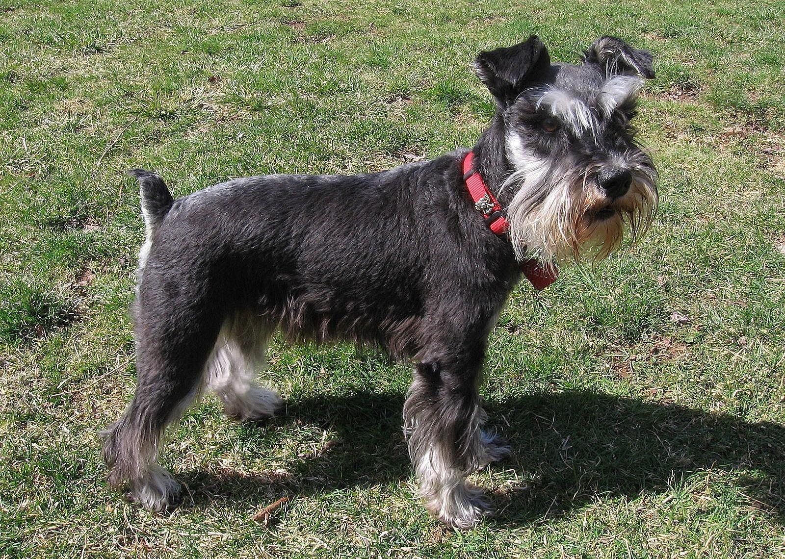 #18. Miniature schnauzer