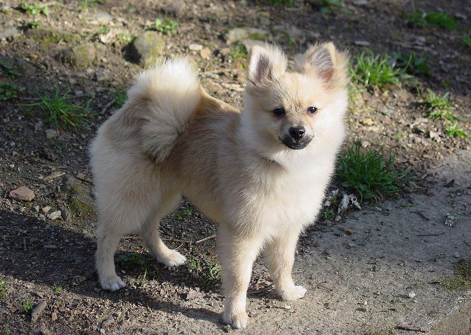 #24. Pomeranian