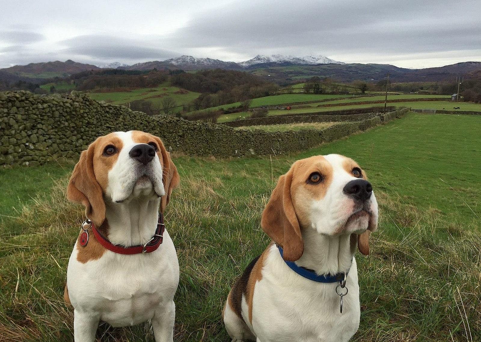 #7. Beagle