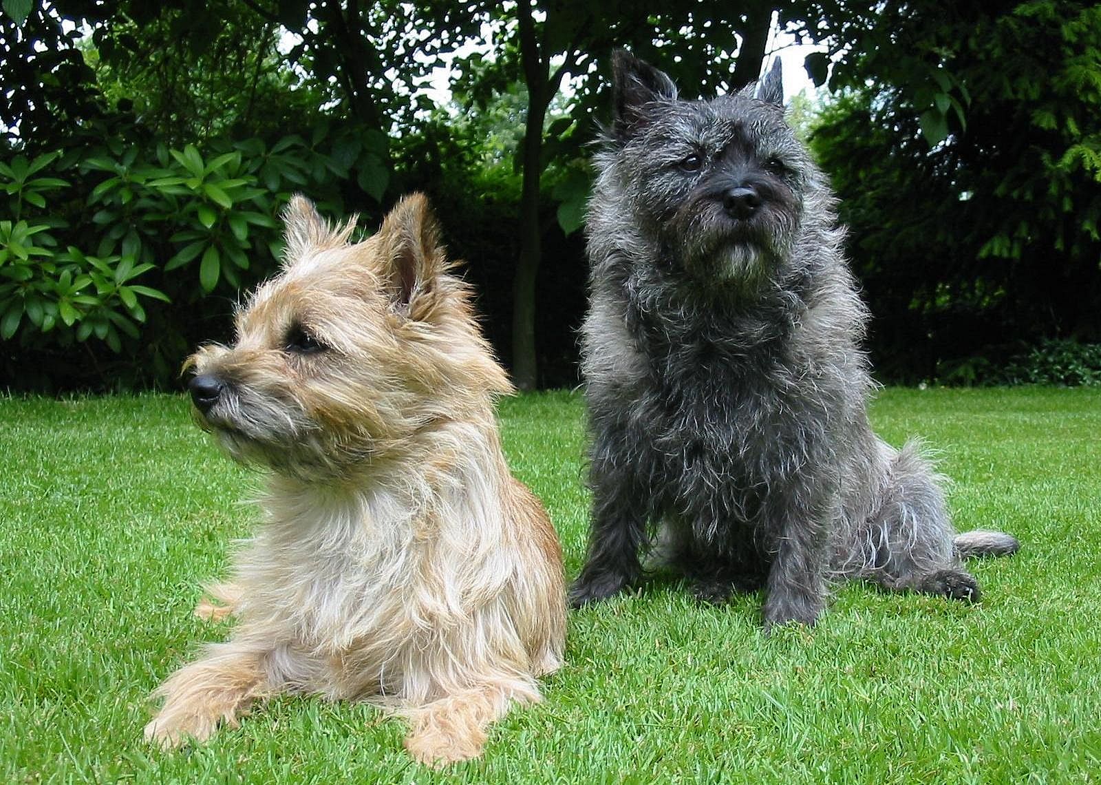 #72. Cairn terrier
