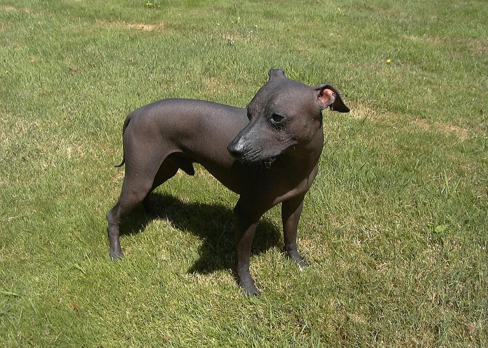 Existing traces of the native American dog