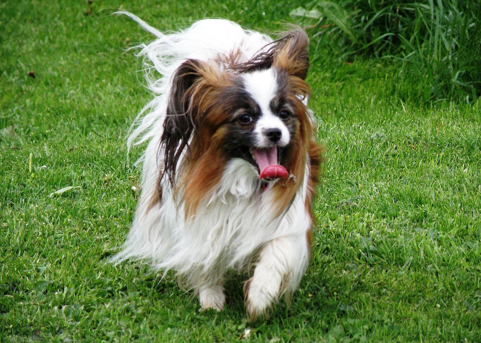 #11. Papillon
