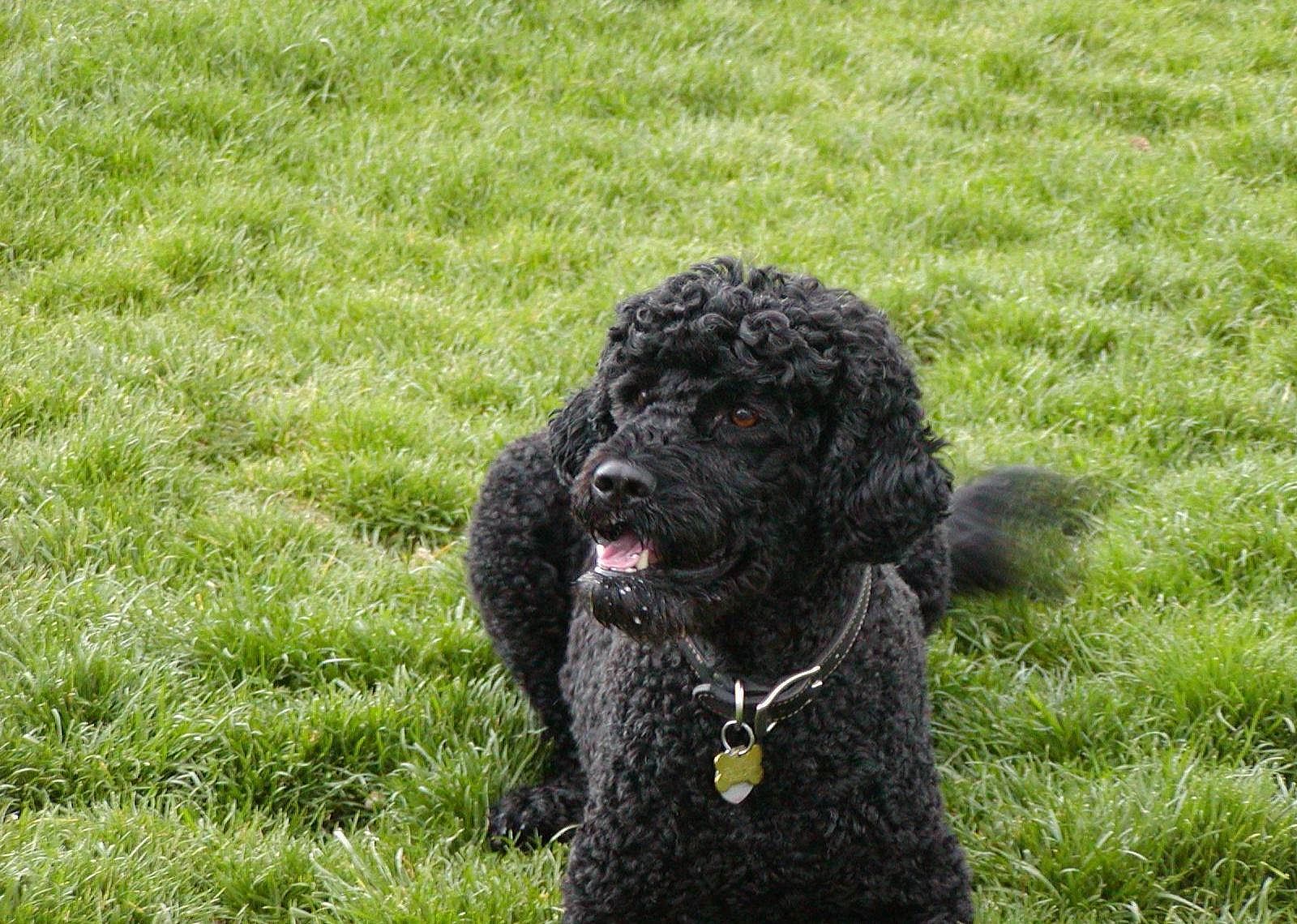 #49. Portuguese water dog