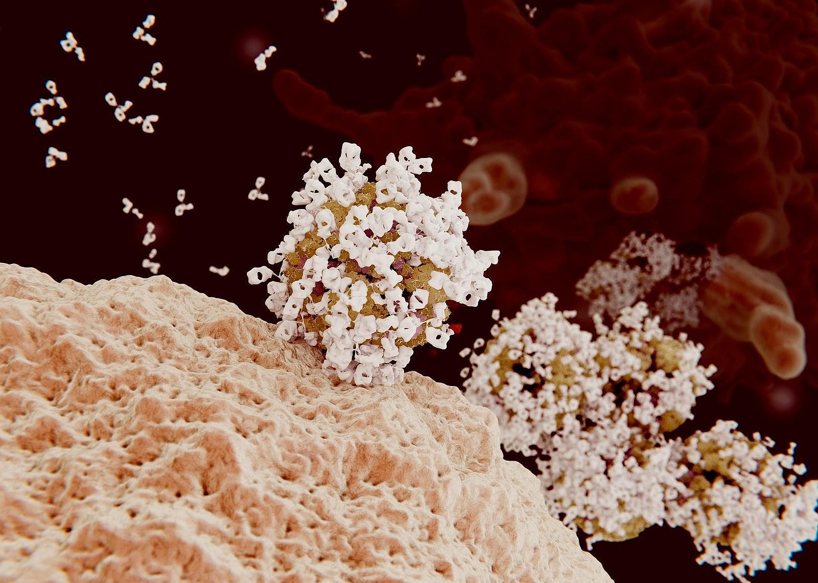 Antibodies
