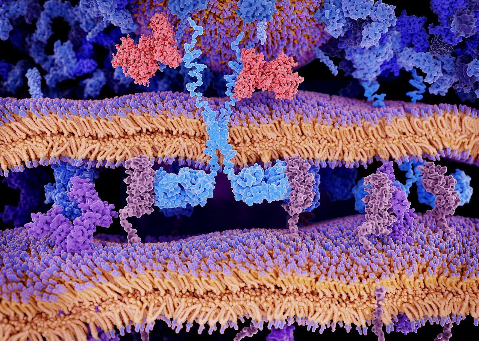 Antigens