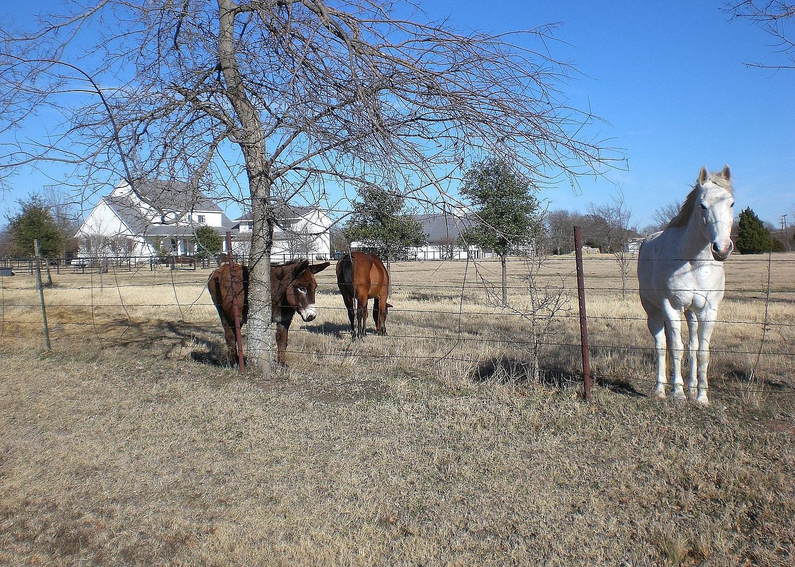 Texas: Fairview