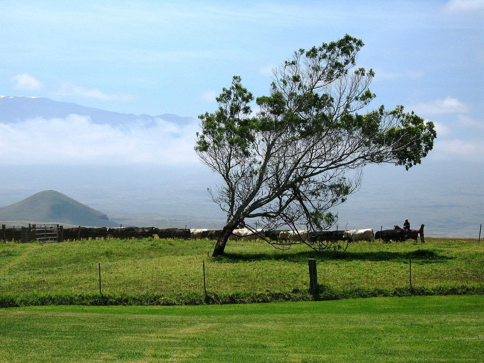 #15. Parker Ranch