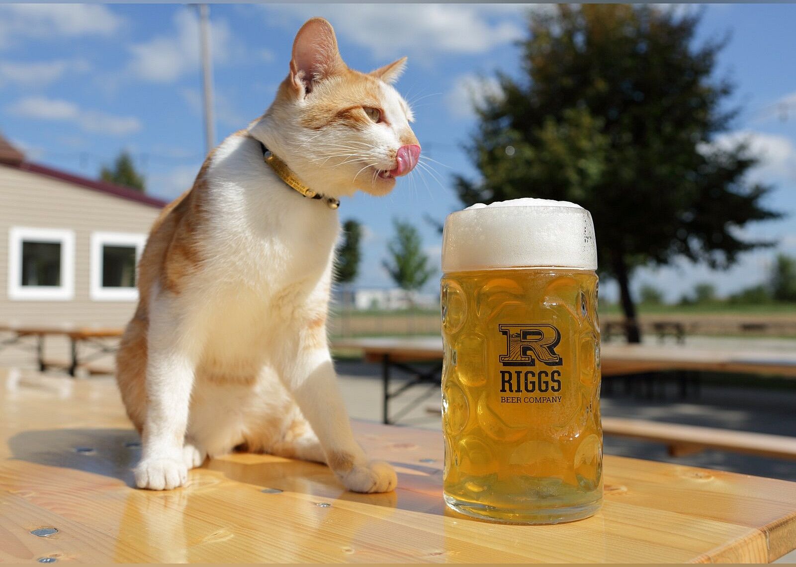 #8. Riggs Beer Company