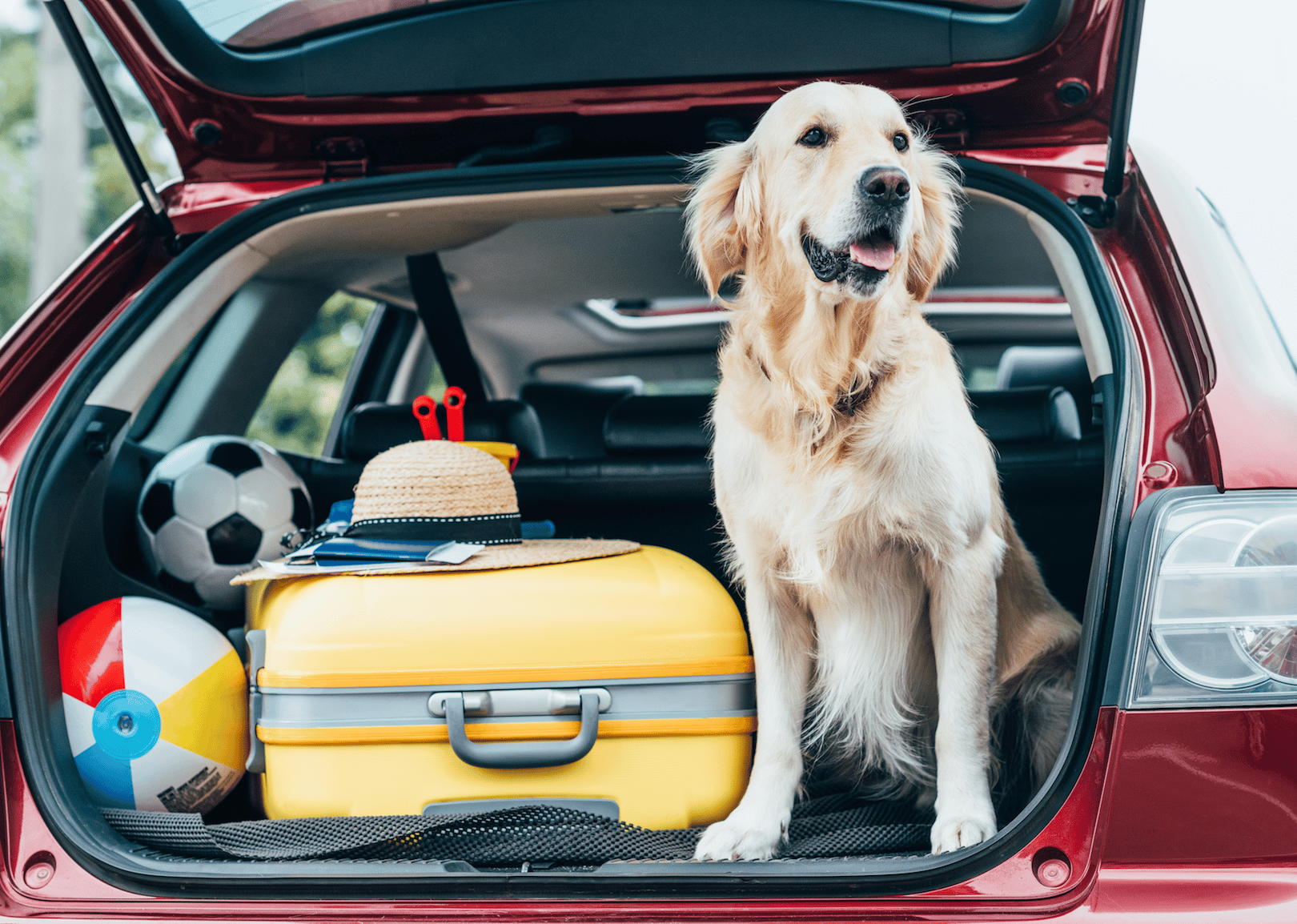 Pet ownership has quadrupled