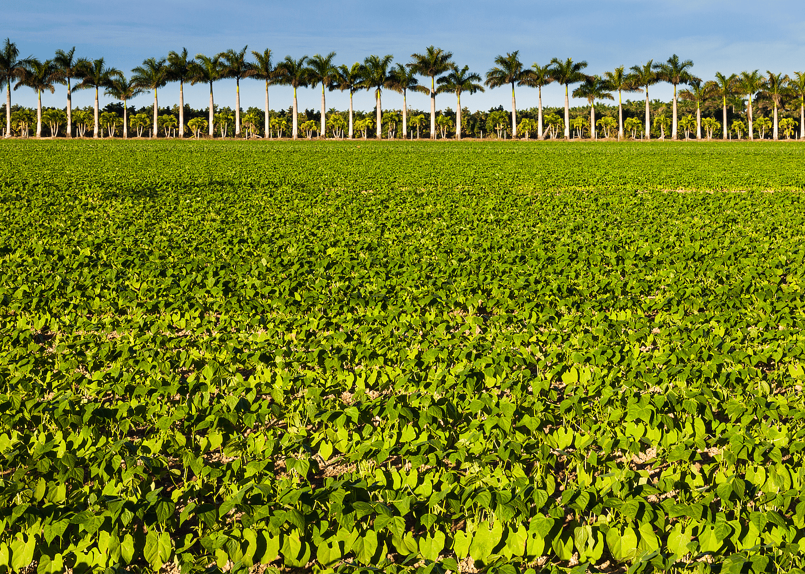#1. Florida