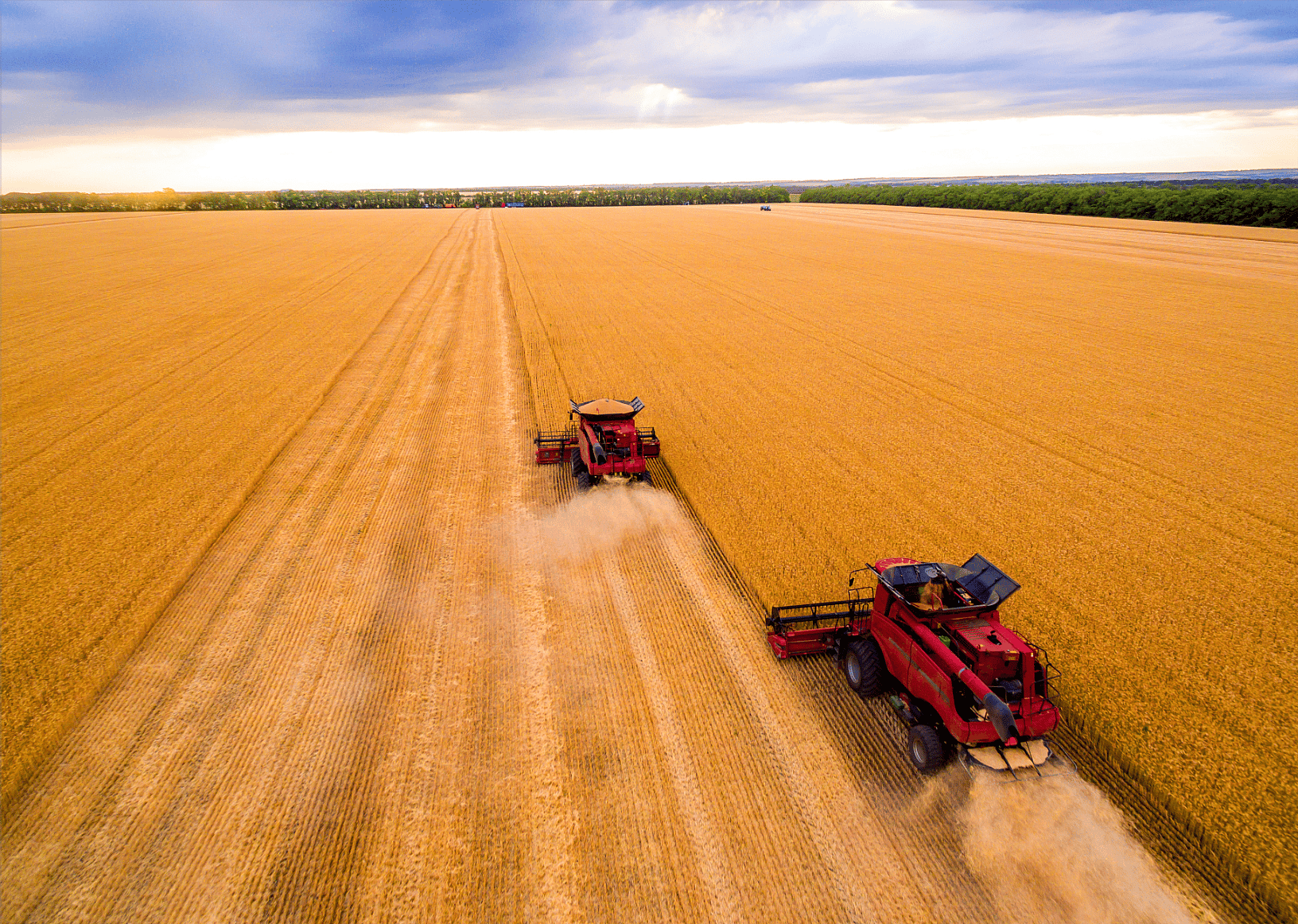 Wheat