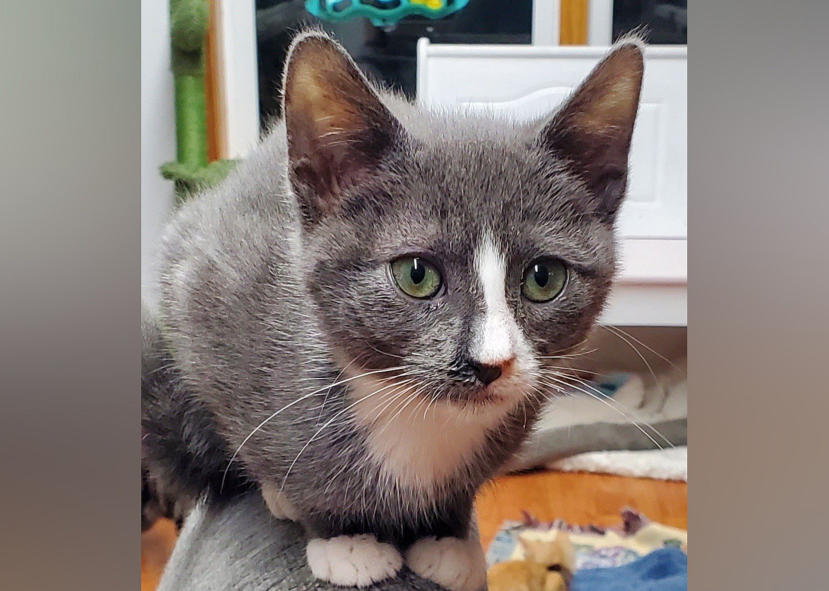 Quade