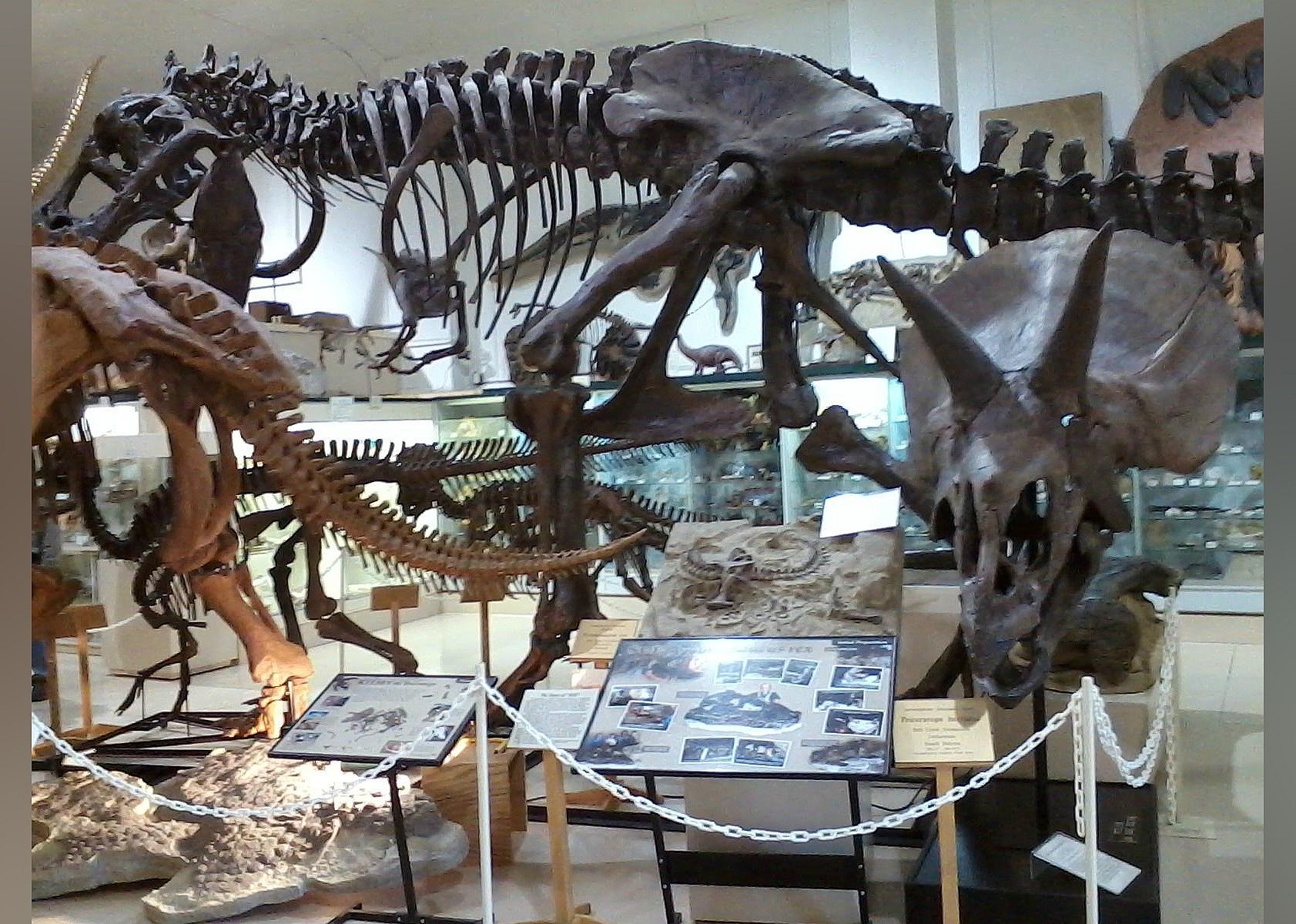#18. The Museum @ Black Hills Institute
