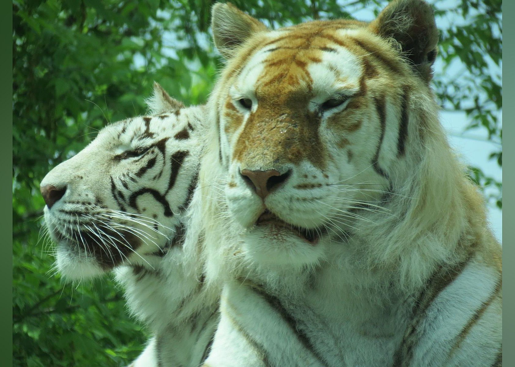 #13. The Dakota Zoo