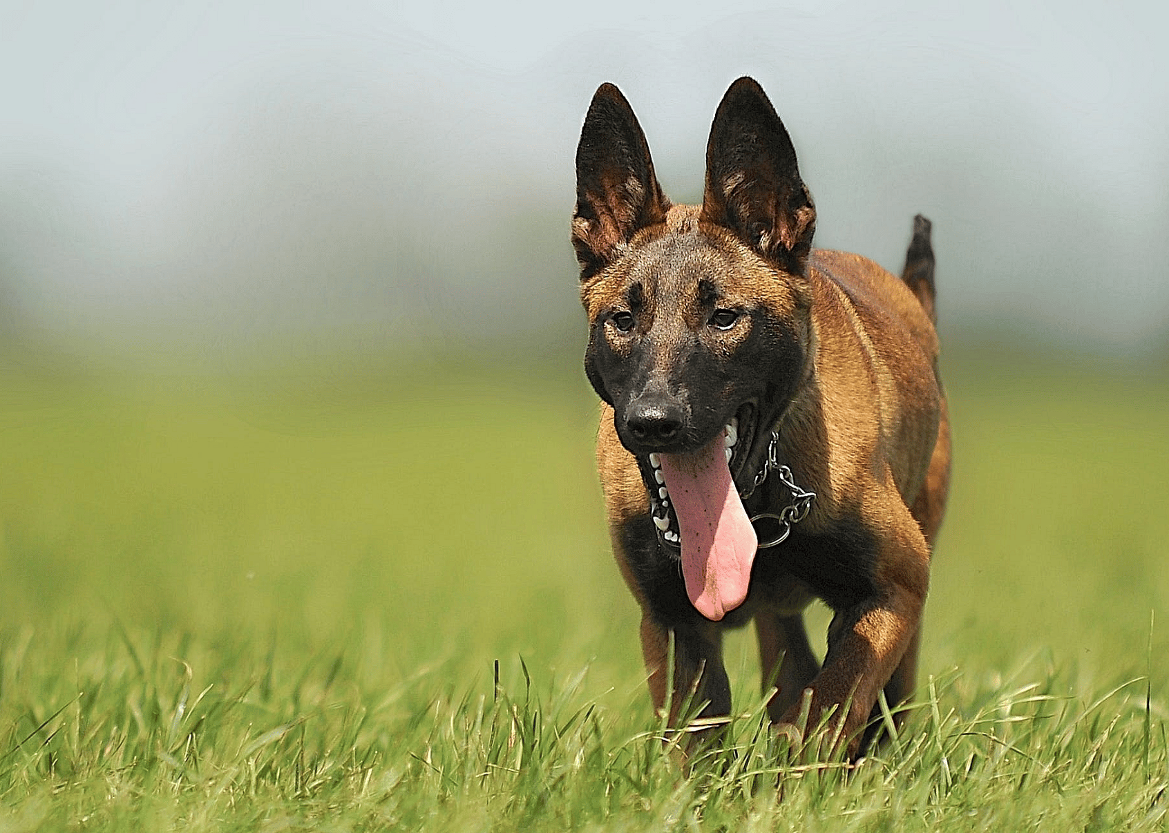 #41. Belgian Malinois
