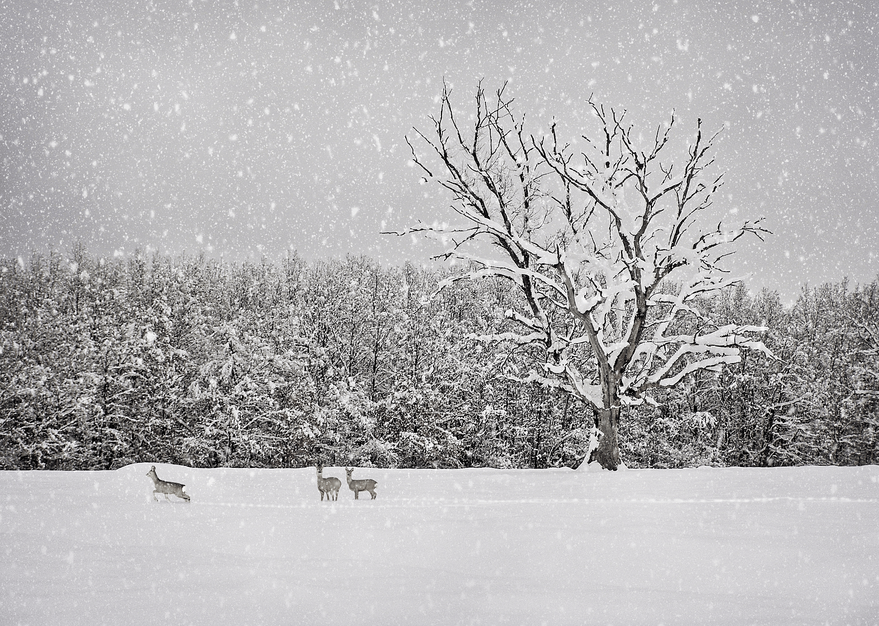 1927: Record snowfall in Raleigh, North Carolina