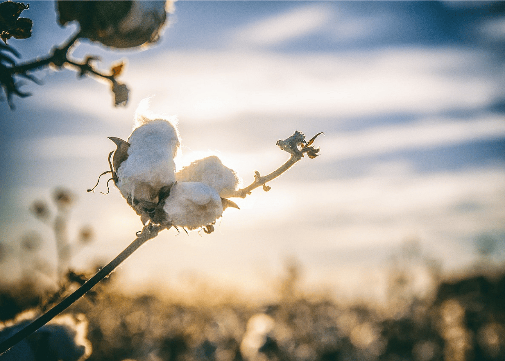 Cotton