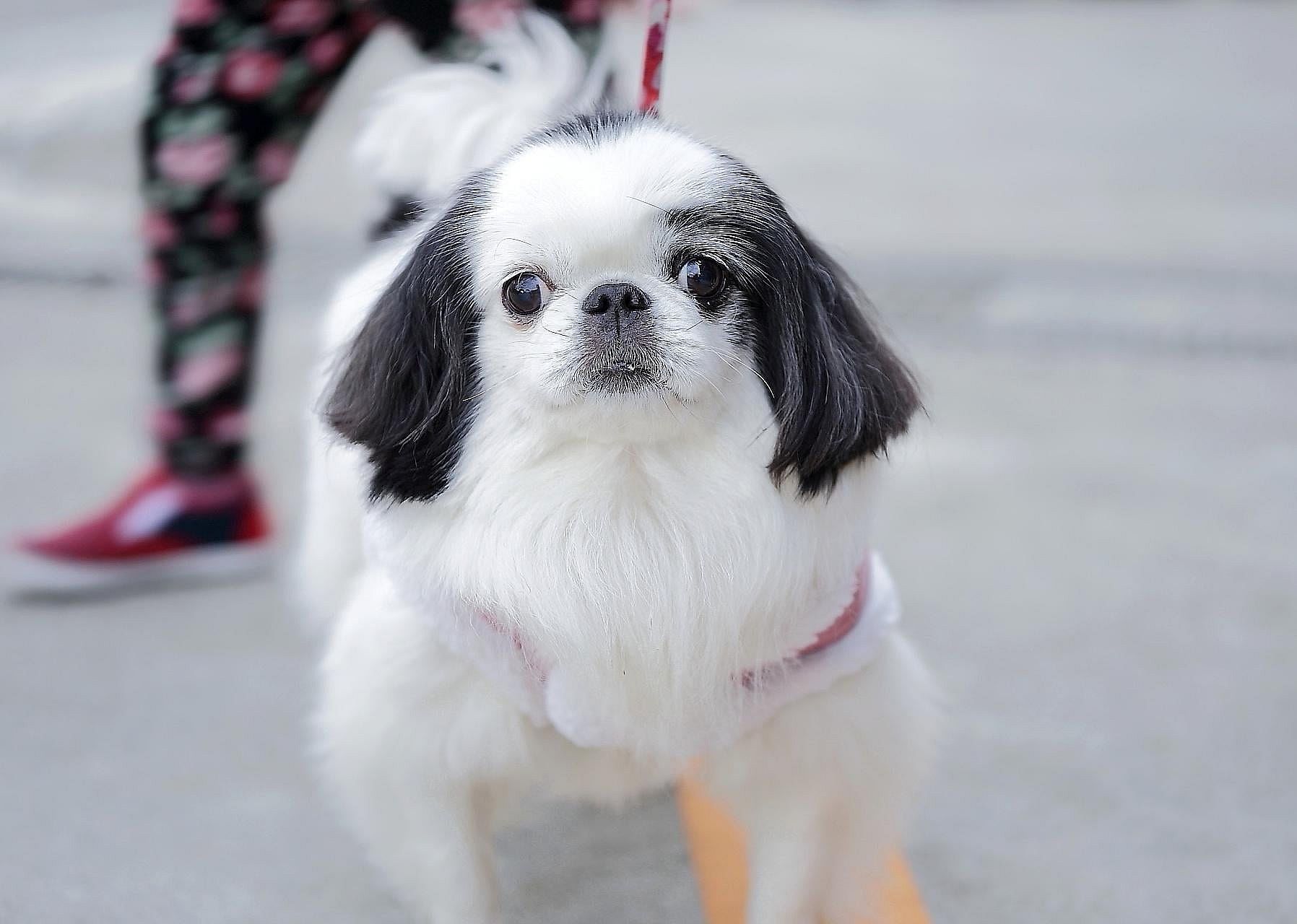Japanese Chin