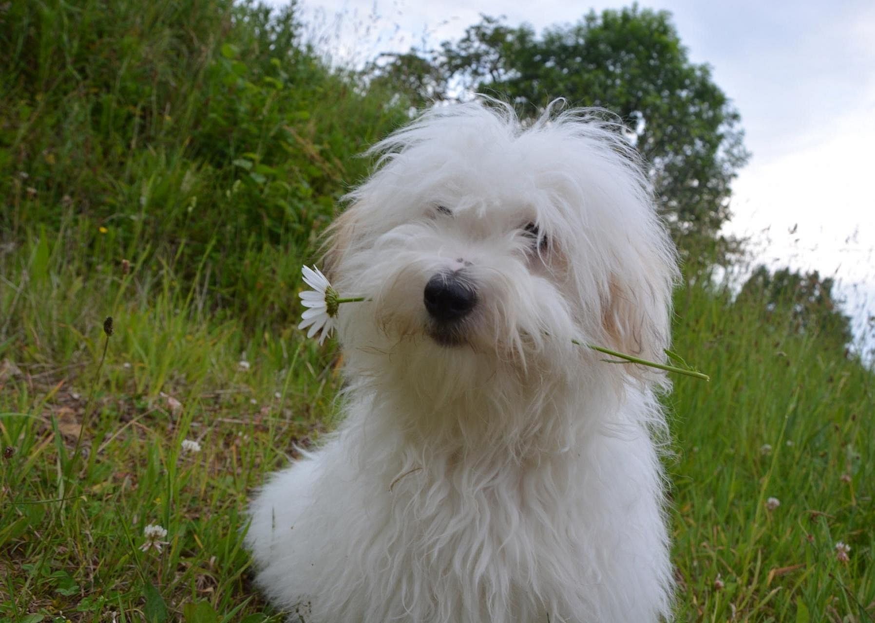 #81. Coton de Tulear
