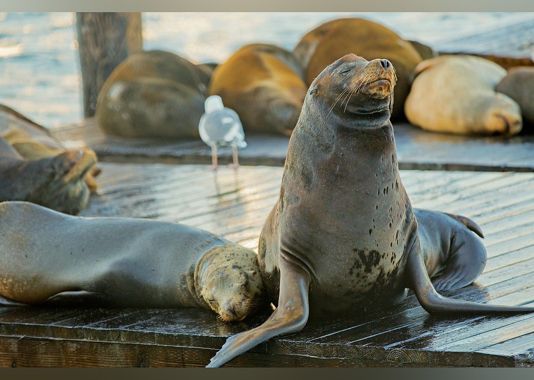 #15. Pier 39