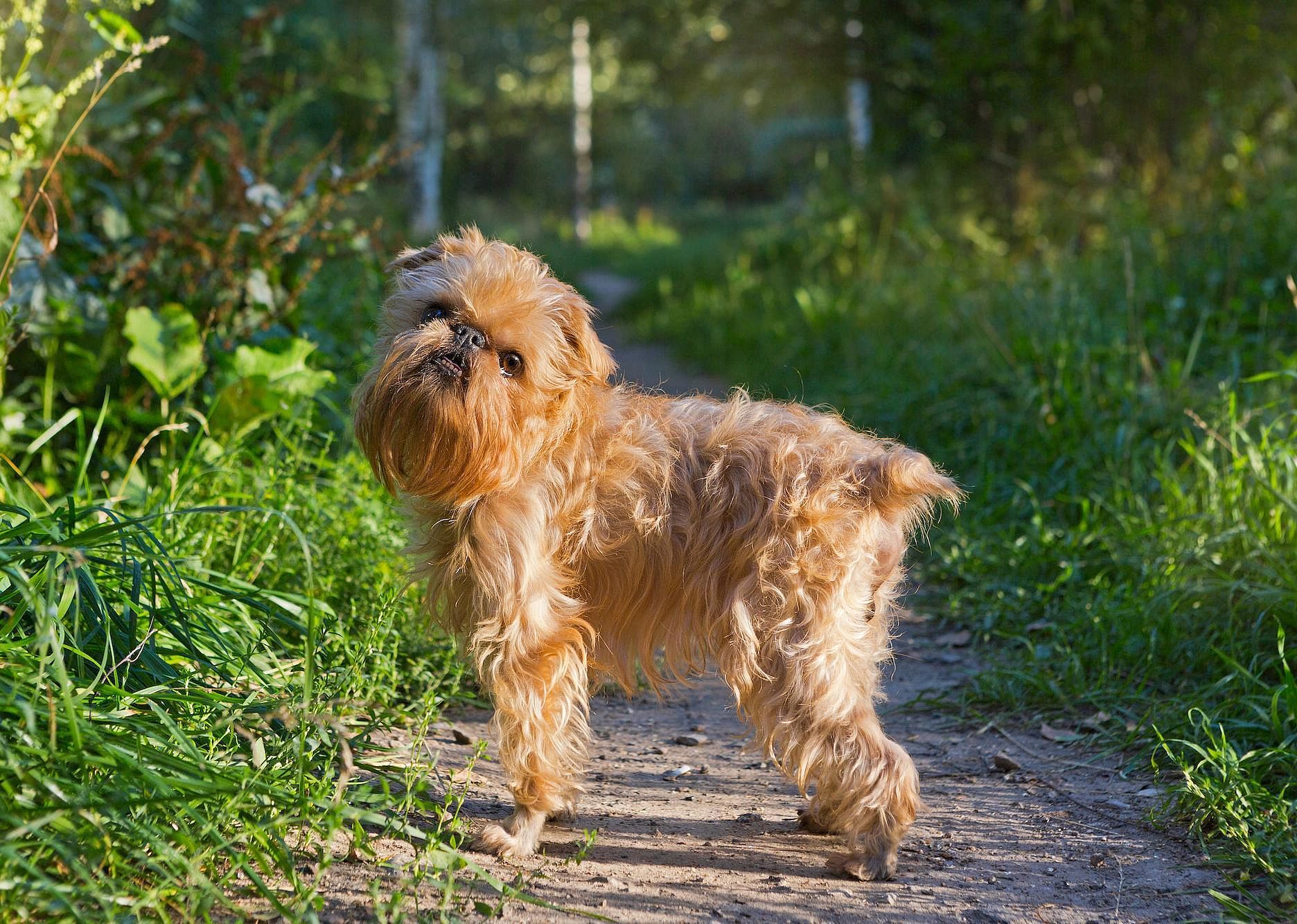 #96. Brussels griffon