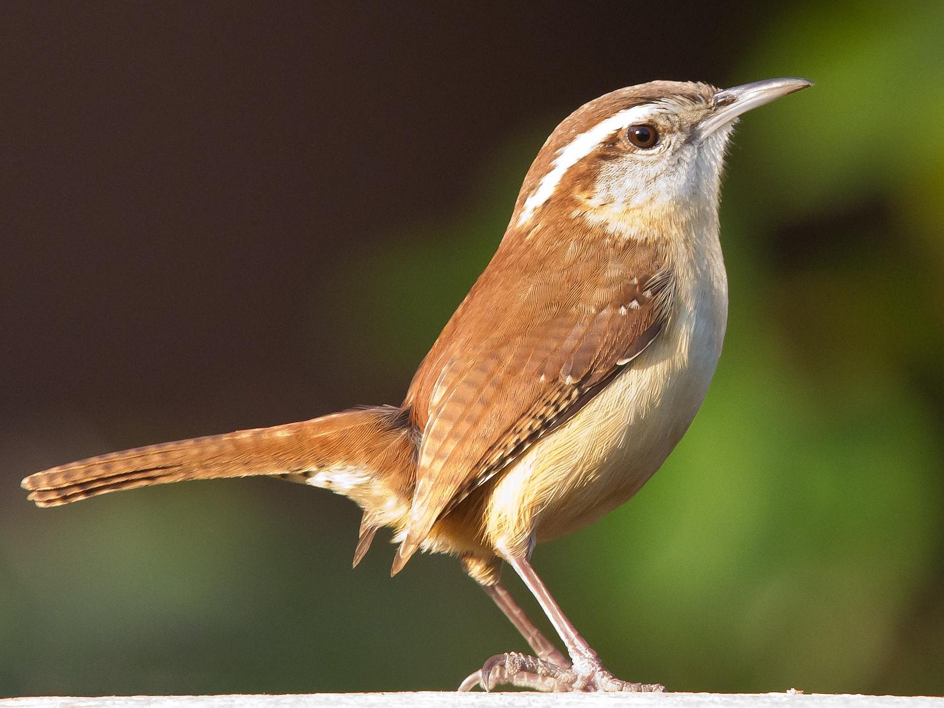 Answer: South Carolina state bird