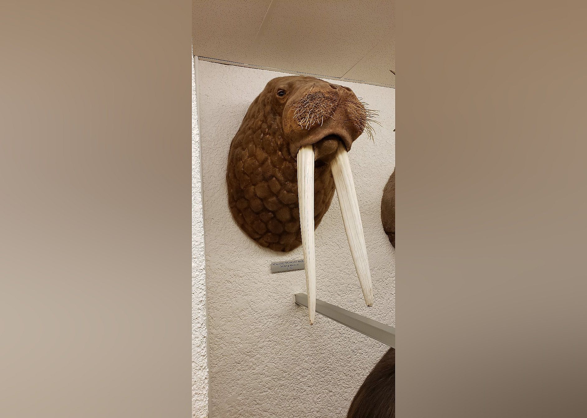 #22. Werner Wildlife Museum