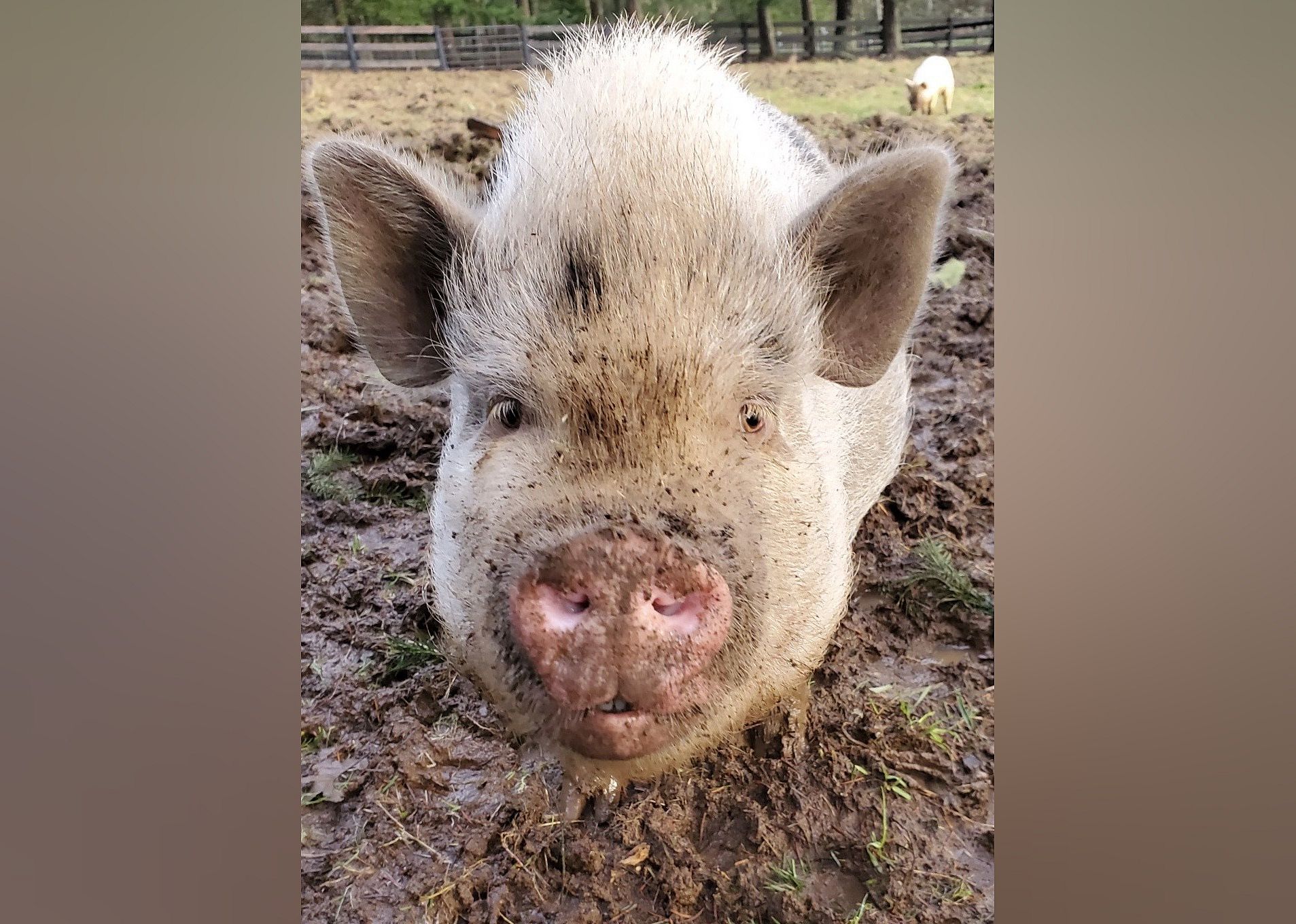 Maybelle
