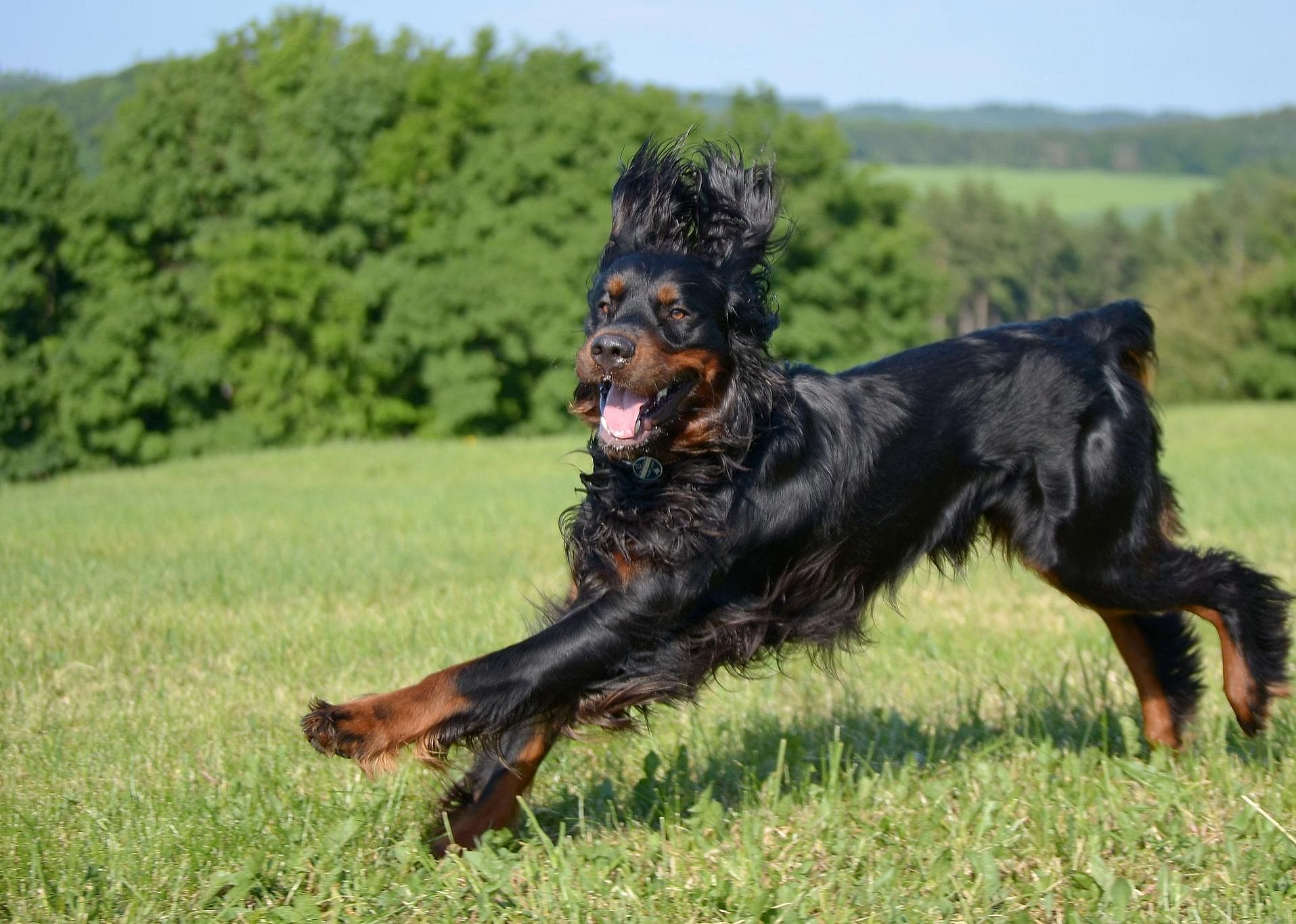 #21. Gordon setter