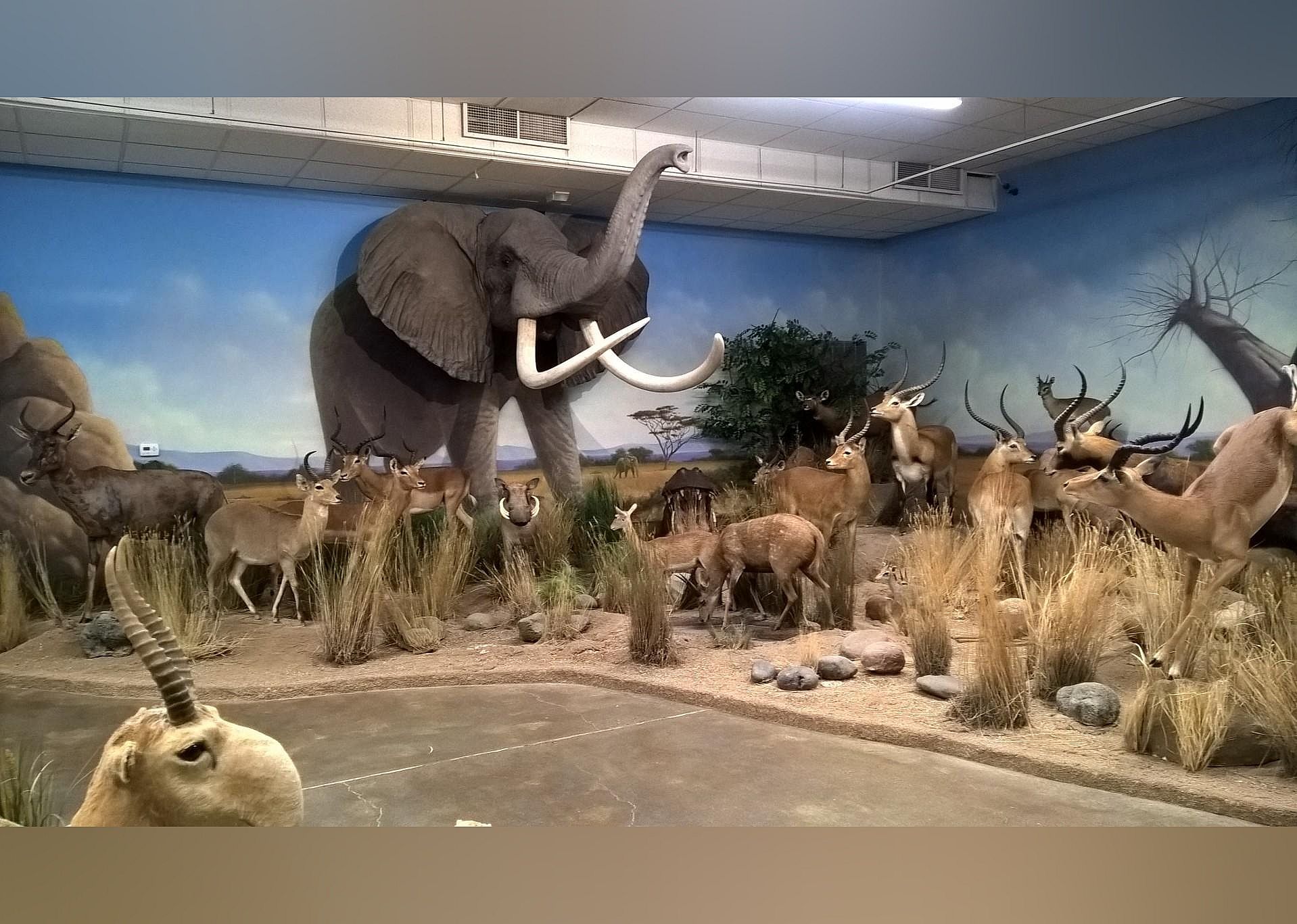 #28. Northeastern Nevada Museum