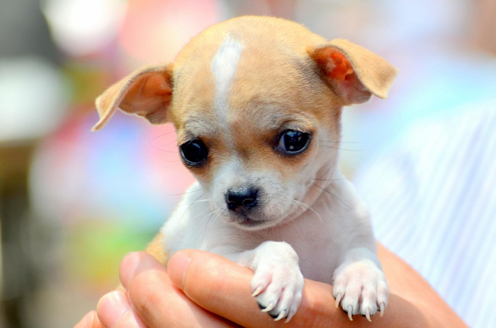 #32. Chihuahua