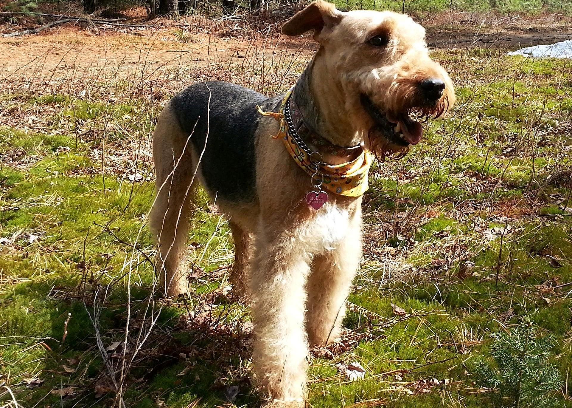 #60. Airedale terrier
