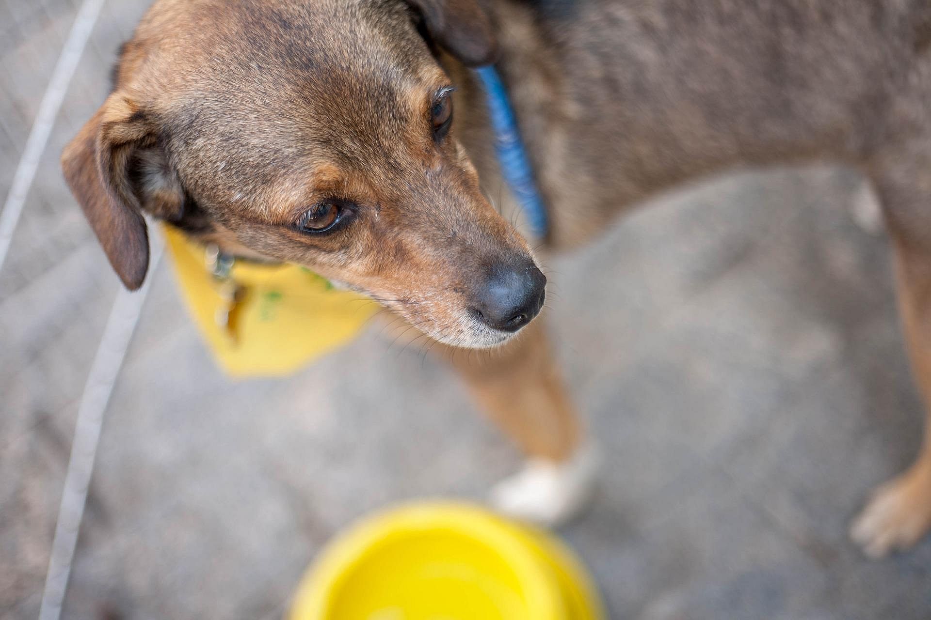 Arkansas: Cabot Animal Shelter