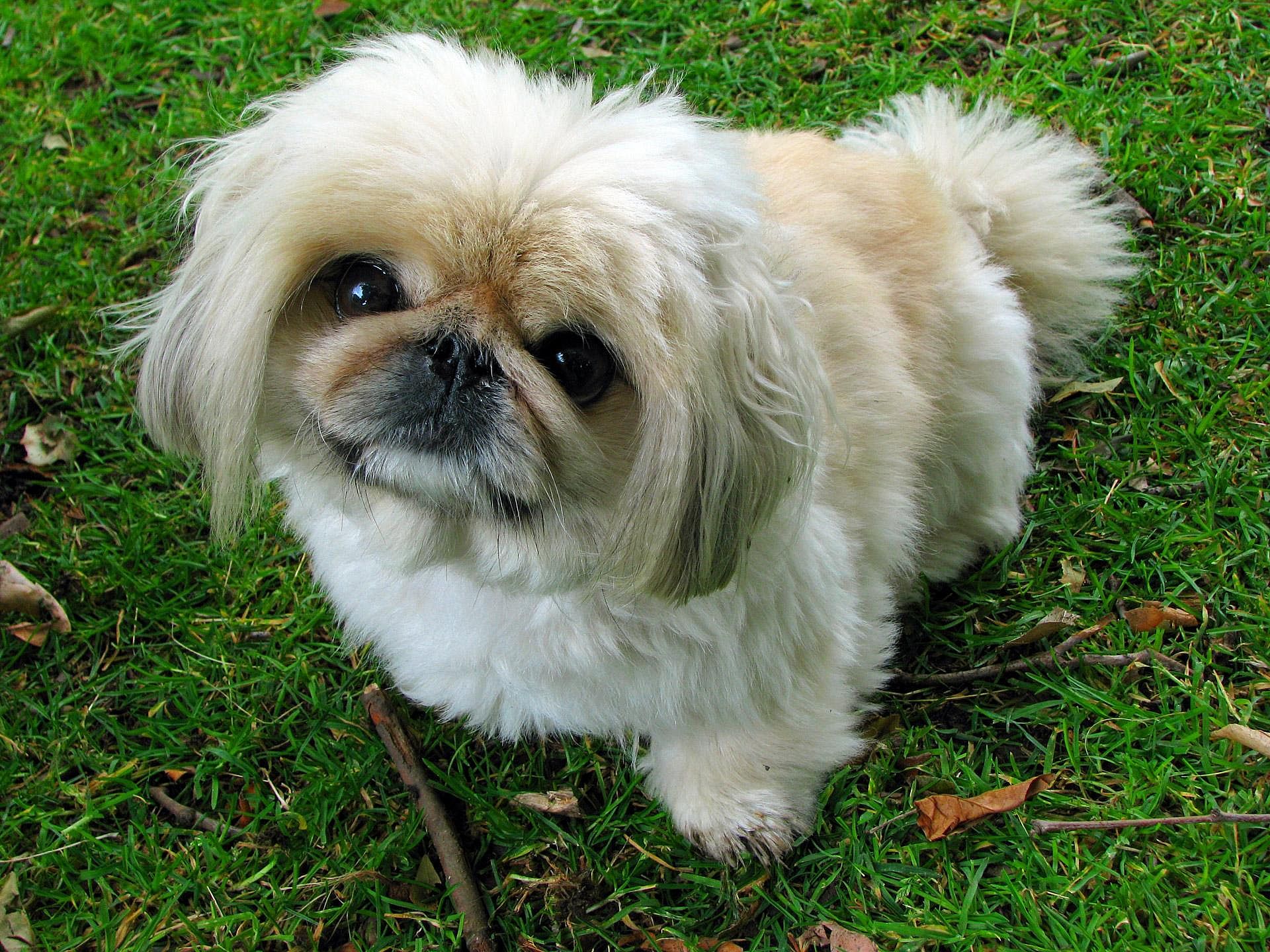 Pekinese