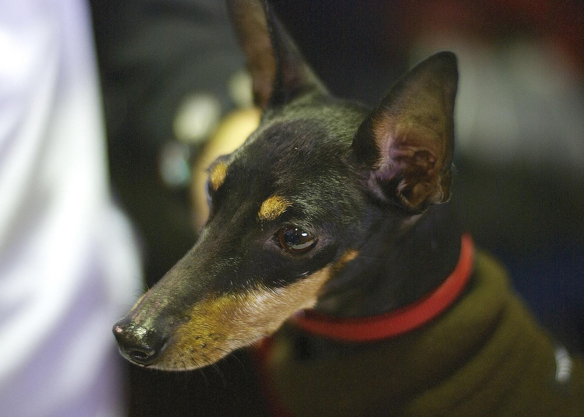 #16. Manchester terrier (toy)