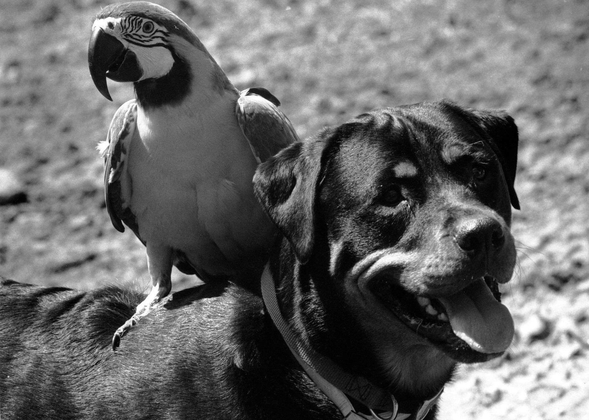 #8. Rottweiler