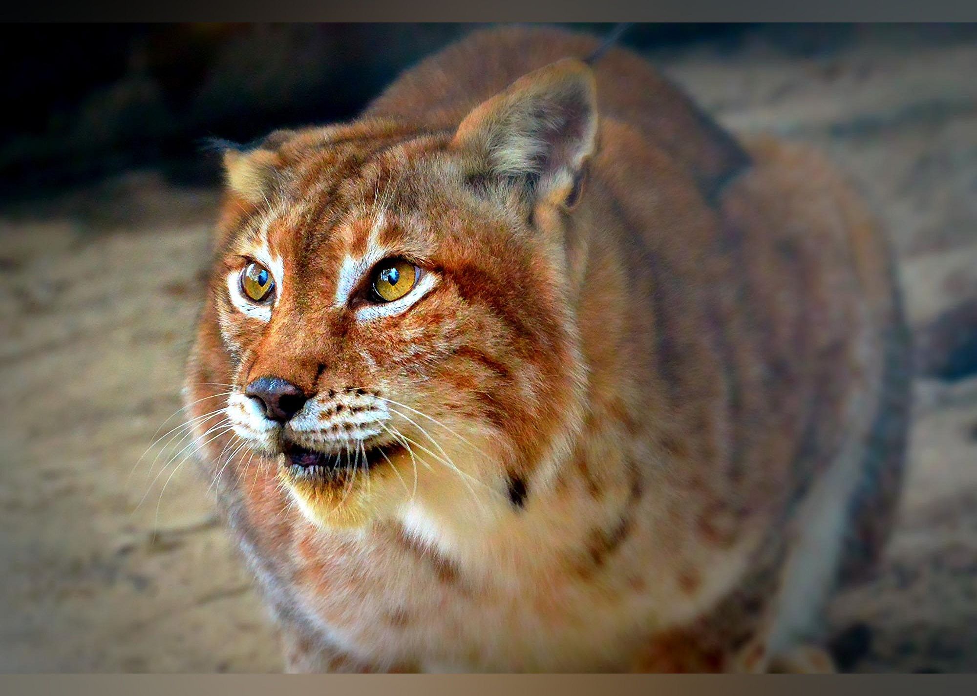 #27. Bear Creek Feline Center