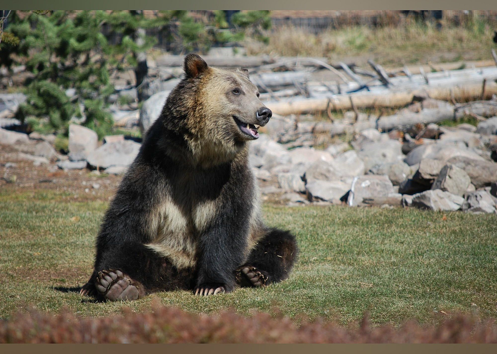 #4. Grizzly and Wolf Discovery Center