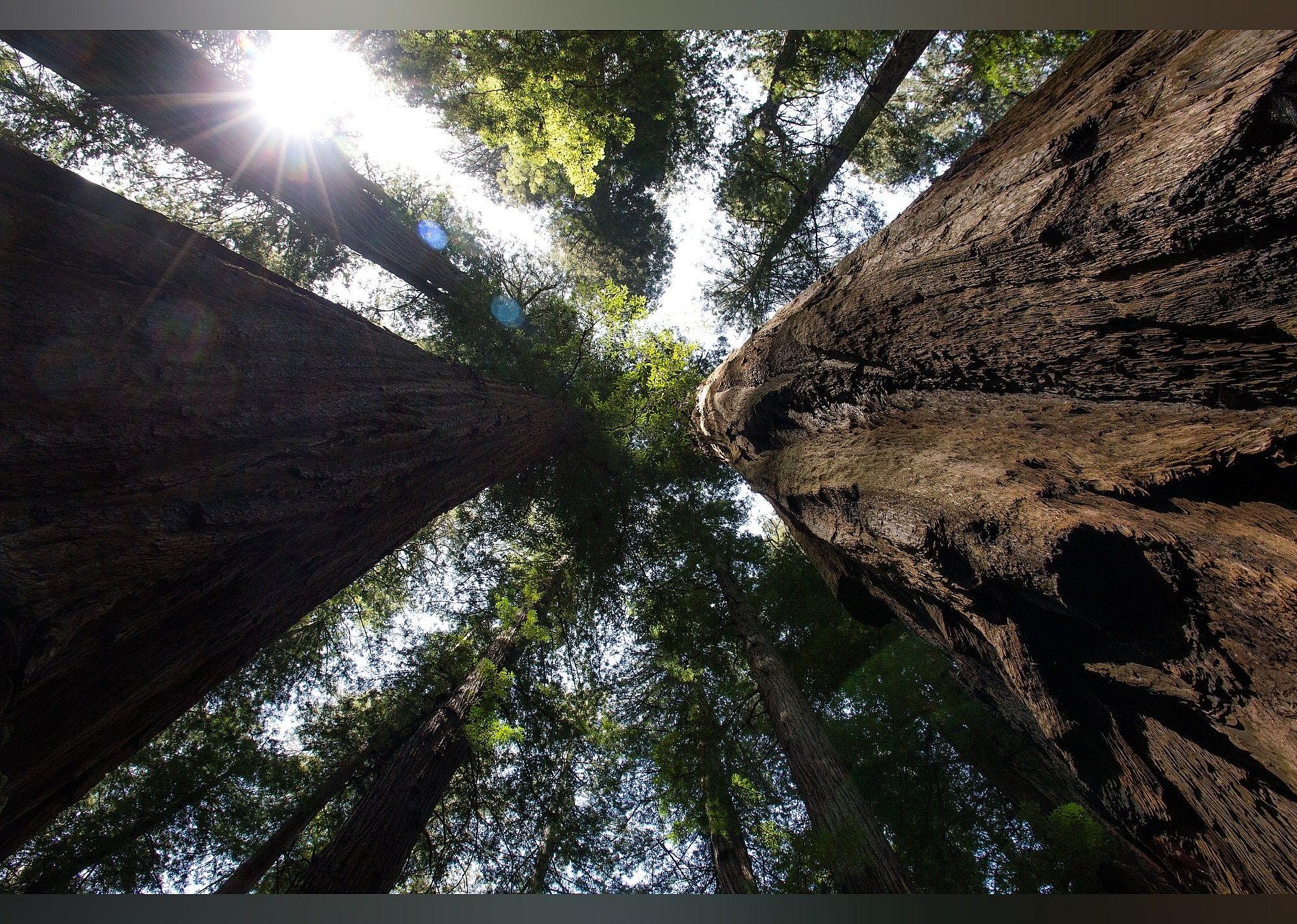 #9. Humboldt Redwoods State Park