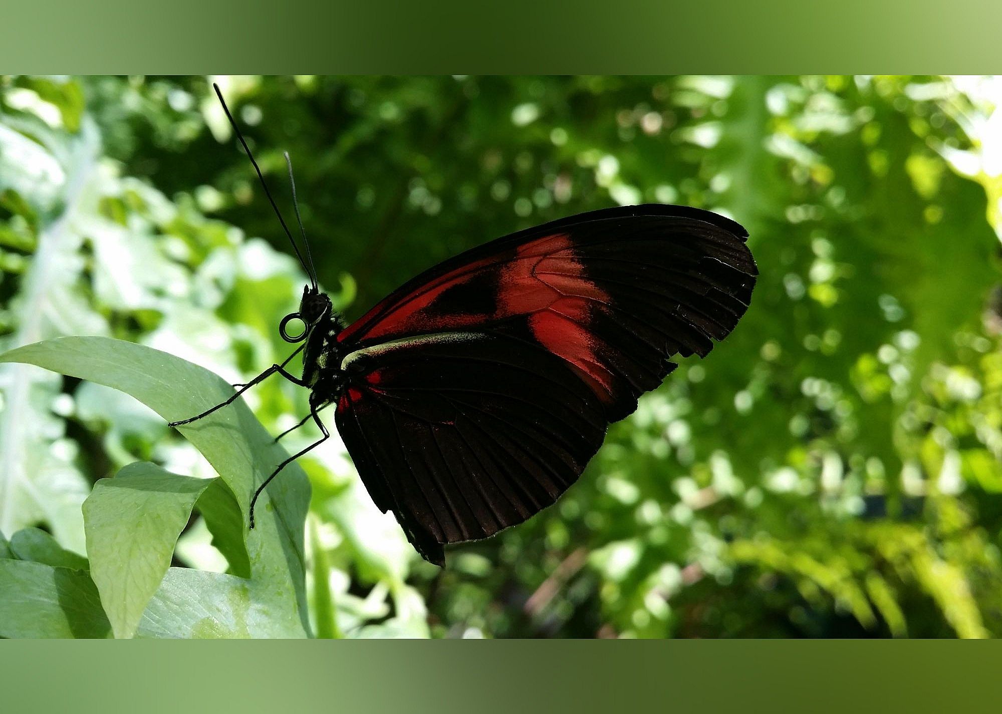 #14. Cockrell Butterfly Center