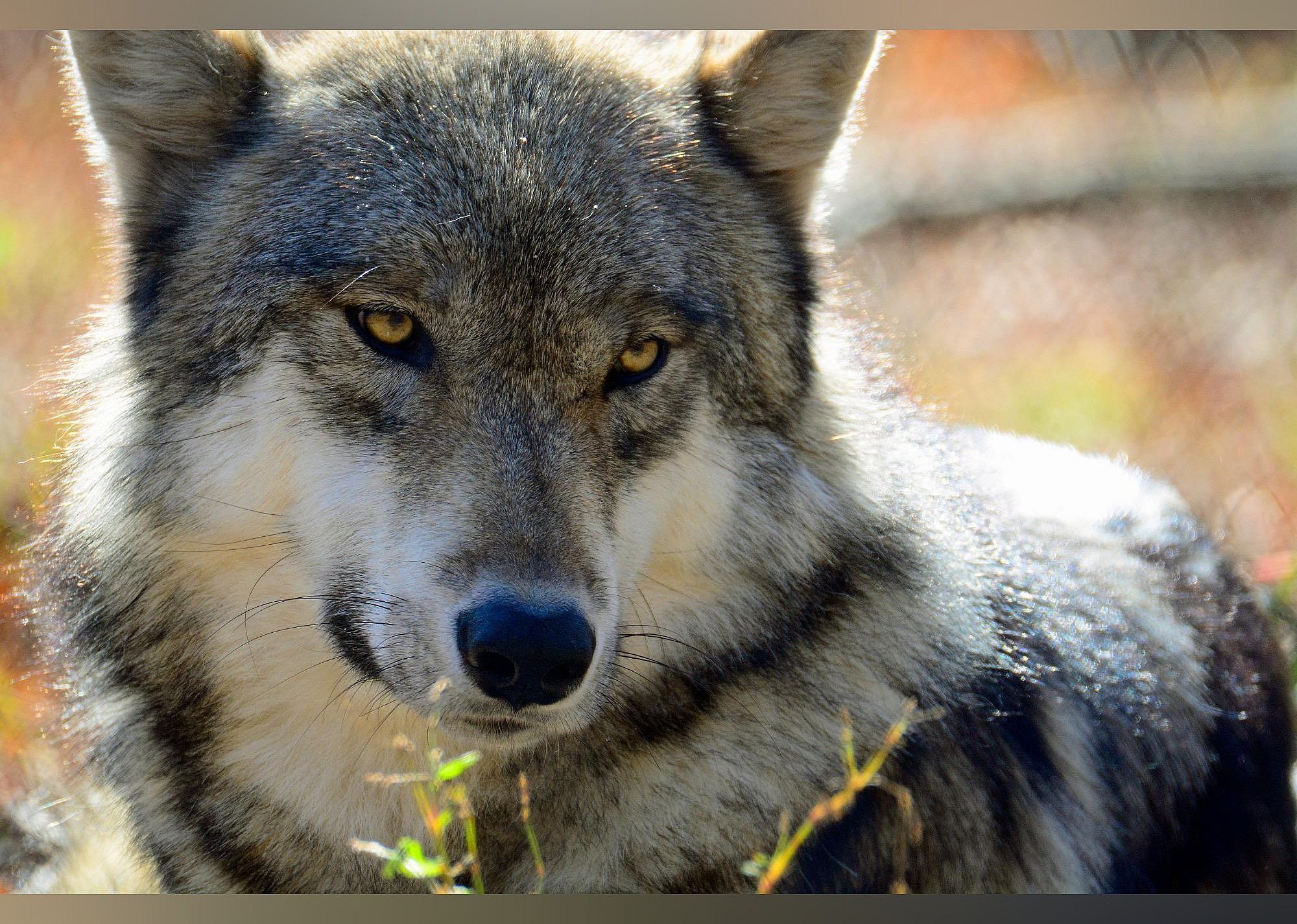 #3. Lakota Wolf Preserve