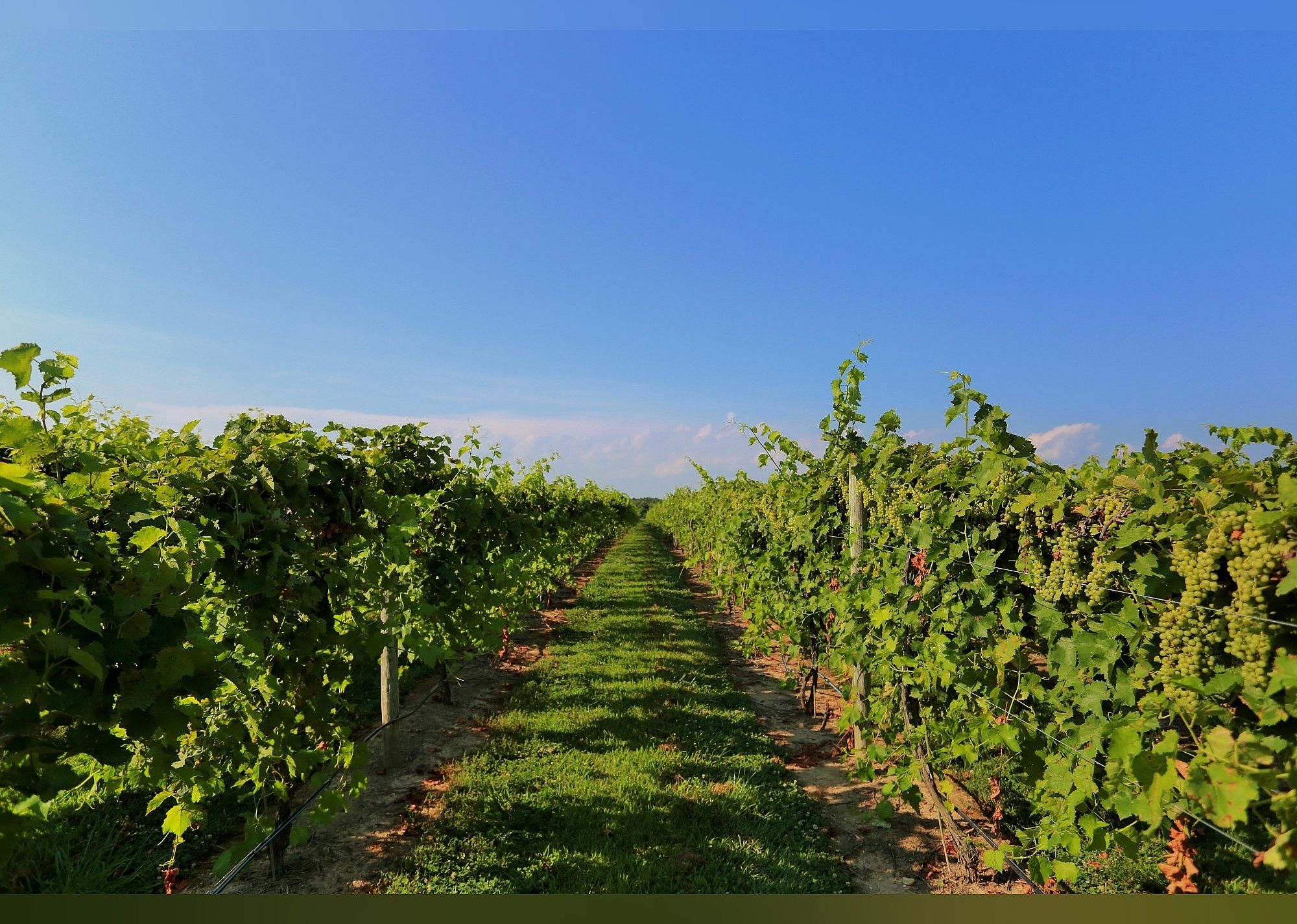 #14. Layton's Chance Vineyard and Winery