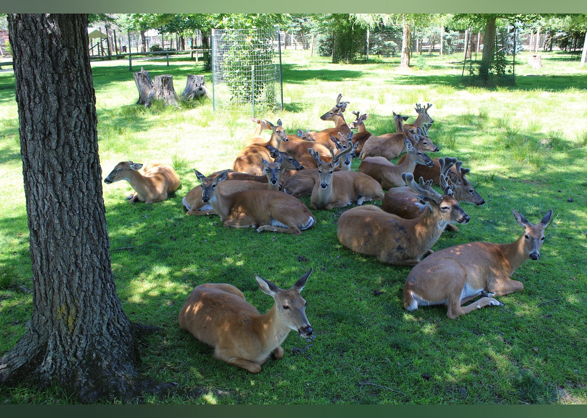 #18. Wisconsin Deer Park