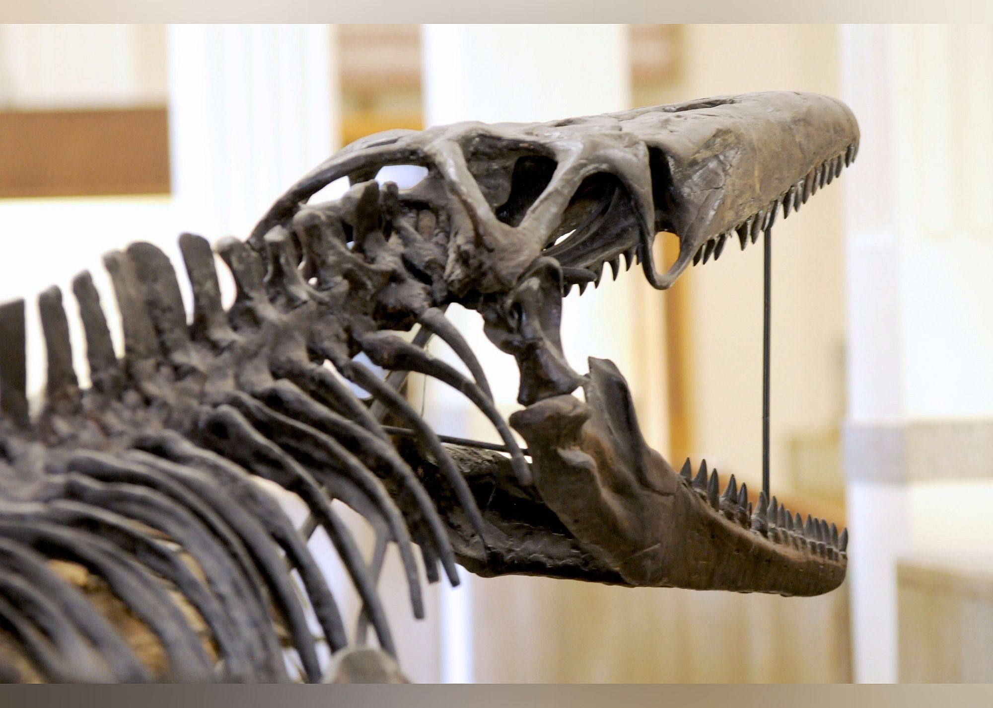 #2. Museum of Geology